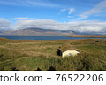 Moss covered roof in Iceland 76522206
