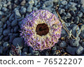 purple sea urchin in Iceland 76522207