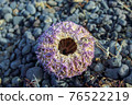 purple sea urchin in Iceland 76522219