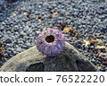 purple sea urchin in Iceland 76522220