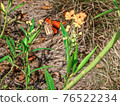 Monarch butterfly in the weeds 76522234