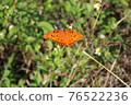 Gulf Fritillary aka Agraulis vanillae 76522236