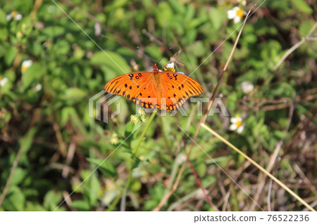 Gulf Fritillary aka Agraulis vanillae 76522236
