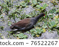 swamp hen in the wetlands of Florida 76522267