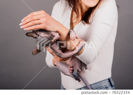 Gorgeous brunette woman smiling, holding Sphynx kitten, posing on grey and yellow studio background. 76522354