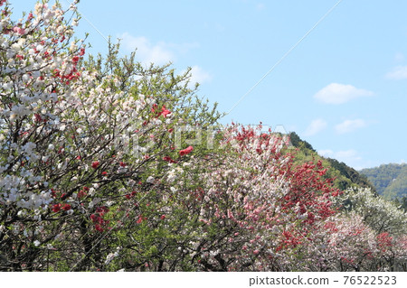 開花的桃子盛開 開花的桃子盛開 76522523