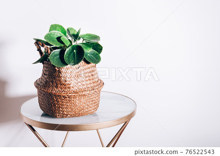 Chinese Money Plant 76522543