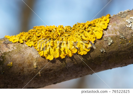 Tree branch covered with orange lichen close-up macro photo 76522825