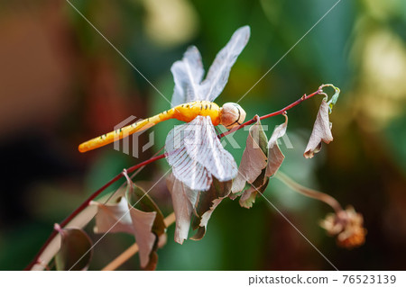 Bright dragonfly sitting on Dried leaves close-up, beautiful insect in nature, wildlife, selective focus Bright dragonfly sitting on Dried leaves close-up, beautiful insect in nature, wildlife, selective focus 76523139