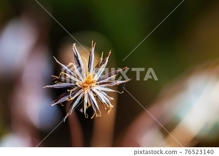 Dried flower head with cobwebs on natural autumn background with bokeh. Bright Spiny Dry grass close-up Dried flower head with cobwebs on natural autumn background with bokeh. Bright Spiny Dry grass close-up 76523140