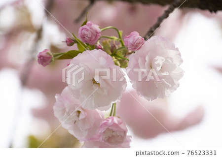 Double cherry blossoms 76523331