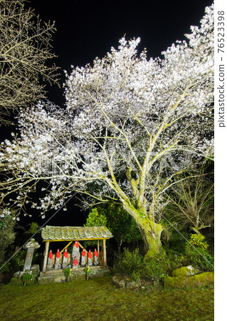 Shiogama Sakura in Tokoan, Saeki City Shiogama Sakura in Tokoan, Saeki City 76523398