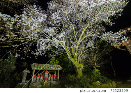 Shiogama Sakura in Tokoan, Saeki City Shiogama Sakura in Tokoan, Saeki City 76523399