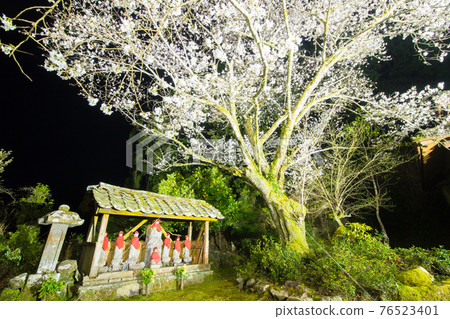 Shiogama Sakura in Tokoan, Saeki City Shiogama Sakura in Tokoan, Saeki City 76523401