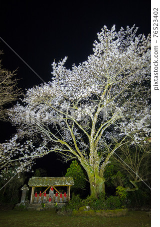 Shiogama Sakura in Tokoan, Saeki City Shiogama Sakura in Tokoan, Saeki City 76523402