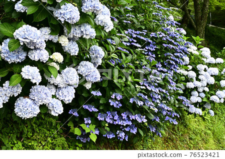 From the Seven Curved Slope Hydrangea Garden 76523421