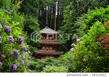 Iwane Shrine的繡球花 76523422