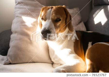 Funny Beagle dog tired sleeps on a cozy sofa, couch. 76523767