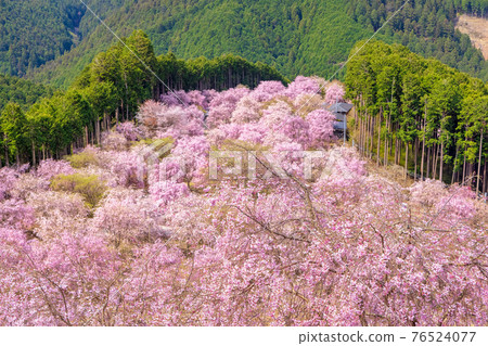 Takami no Sato（四月垂枝櫻花晴） 76524077