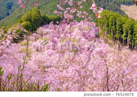 Takami no Sato(四月垂枝櫻花晴) Takami no Sato(四月垂枝櫻花晴) 76524078