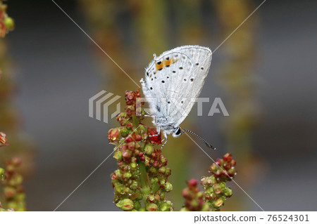 Swallowfish 76524301