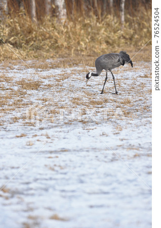 rare! Chlor appeared in Hokkaido rare! Chlor appeared in Hokkaido 76524504