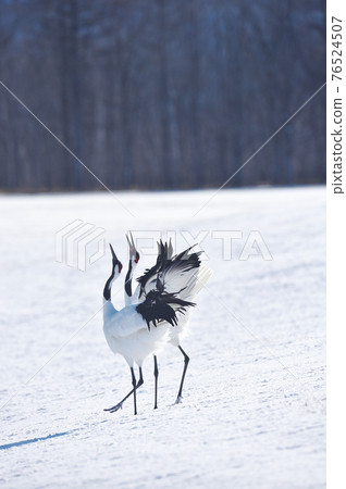 尖叫的兩隻舌蝴蝶（北海道·Tsurui） 76524507