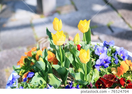 鬱金香花 76524704