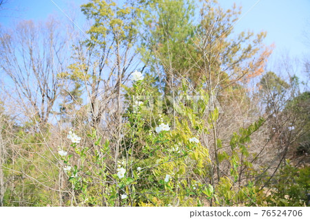 琉球白花 76524706