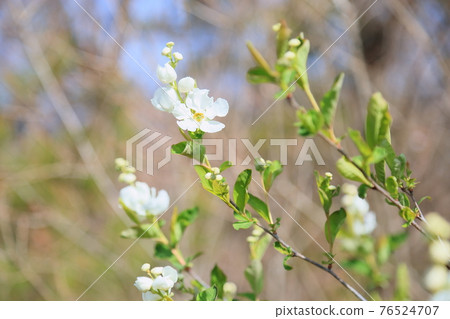 琉球白花 76524707