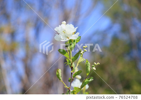 琉球白花 76524708