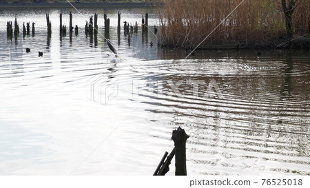 The moment when a carp jumps is a familiar and extraordinary thing. The moment when a carp jumps is a familiar and extraordinary thing. 76525018