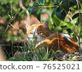 Stray cats that have been fed daily by humans have no choice but to starve and sleep in a pandemic. Familiar extraordinary. 76525021