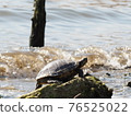 There is no end to people throwing pets that can no longer be bought in a pandemic into the river. Familiar extraordinary river with red-eared slider 76525022
