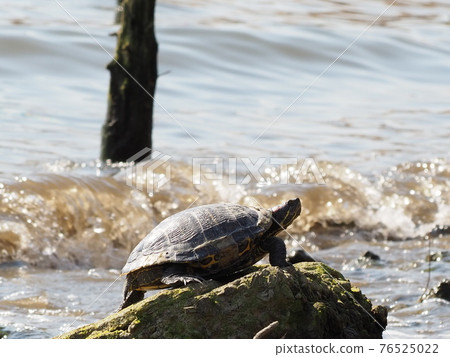 There is no end to people throwing pets that can no longer be bought in a pandemic into the river. Familiar extraordinary river with red-eared slider There is no end to people throwing pets that can no longer be bought in a pandemic into the river. Familiar extraordinary river with red-eared slider 76525022