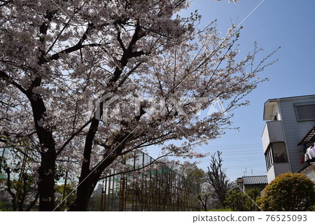 Cherry Blossoms Cherry Blossoms 76525093
