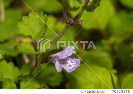 Oyster beak 76525178