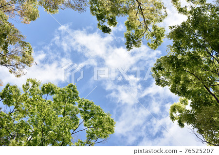 Fresh green and blue sky Fresh green and blue sky 76525207