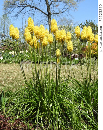 Bull Vinella (Barbinella) Bull Vinella (Barbinella) 76525220