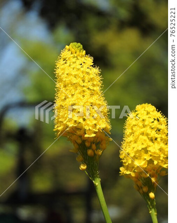 Bull Vinella (Barbinella) Bull Vinella (Barbinella) 76525221