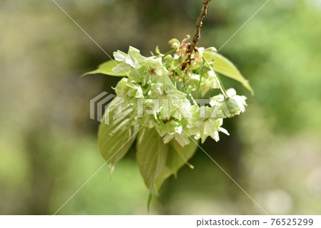 Gyoikou light green cherry blossoms 76525299