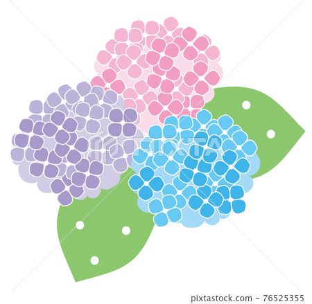 Illustration of three colors of hydrangea, pink, purple and light blue / white background Illustration of three colors of hydrangea, pink, purple and light blue / white background 76525355