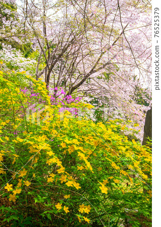 為里山的春天增添色彩的直通寺之路 76525379