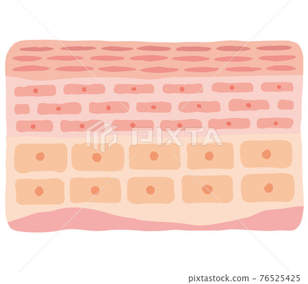 Skin structure, skin diagram, beauty 76525425