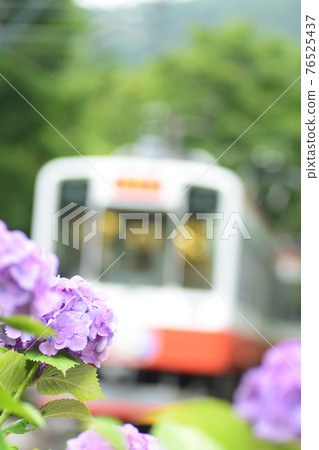 神奈川縣箱根登山鐵道繡球花特寫照片（後面的繡球花火車） 76525437