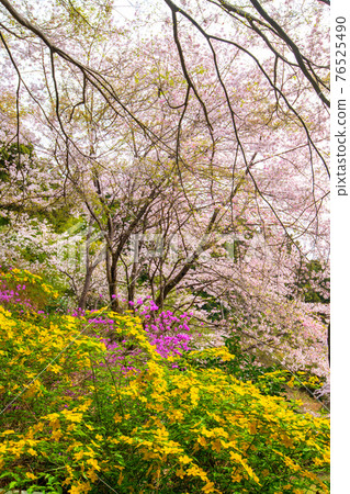 Jikoji Temple, which colors the spring of Satoyama 76525490