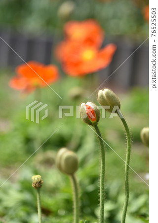 Siberian poppy buds Siberian poppy buds 76525503