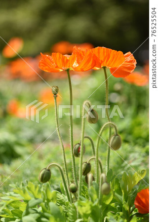 Siberian poppy flowers and buds 76525504