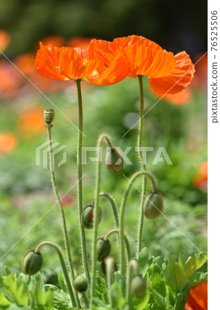 西伯利亞罌粟花和芽 西伯利亞罌粟花和芽 76525506