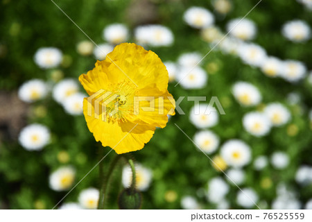 Siberian poppy flower Siberian poppy flower 76525559